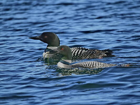 Wis Photograph - A Pair Of Loons by Dale Kauzlaric