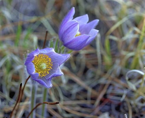 Wildflower Photograph - A Pair Of Pasque Flowers by Bob Falcone