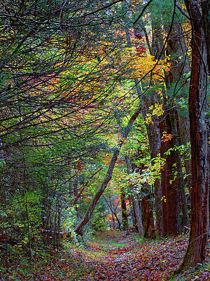 Wall Art featuring the photograph A Path In The Woods by Gina Fitzhugh