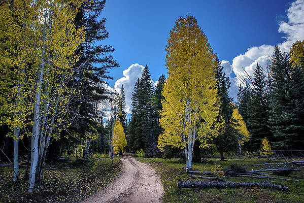 Nps Photograph - A Path To Someware by Matt Halvorson