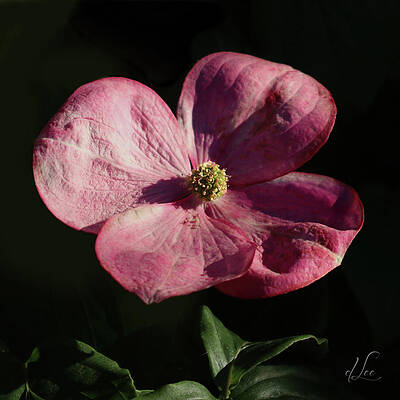 Green Photograph - A Pink Dogwood Open To Greet A Visitor by D Lee