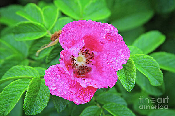 Wall Art featuring the photograph A Pink Wild Rose In A Rainy Day by Tatiana Travelways