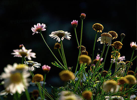 Wall Art featuring the photograph A Plethora Of Poppies by Joe Schofield