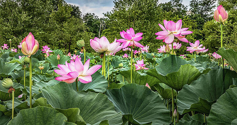A Pond With Lotus Flowers by Elvira Peretsman