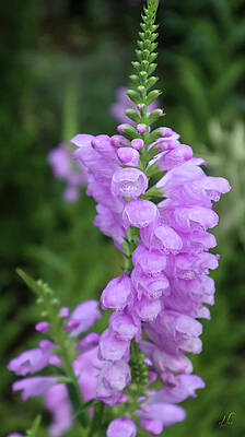 Beautiful Photograph - A Purple False Dragon Head Plant by D Lee