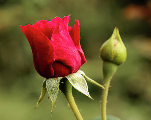 Beautiful Photograph - A Rose By Any Other Name... by Robert Niemeier