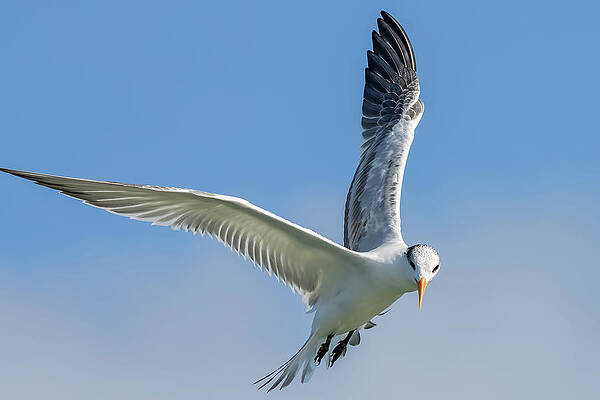 Florida Photograph - A Royal Pause by RD Allen