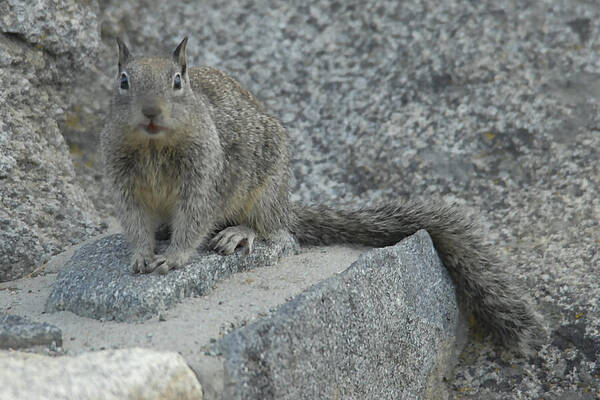 Wall Art featuring the photograph A Scurrilous Squirrel by Bonnie Colgan
