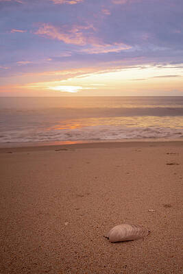 Sunrise Wall Art featuring the photograph A Seashell And A Sunrise by Jason Fink