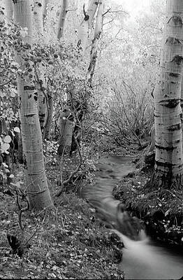 Tree Photograph - A Serene Stream In Untouched Nature by Bonnie Colgan