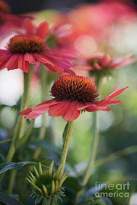 Garden Photograph - A Shining Pink Coneflower by Abigail Diane Photography