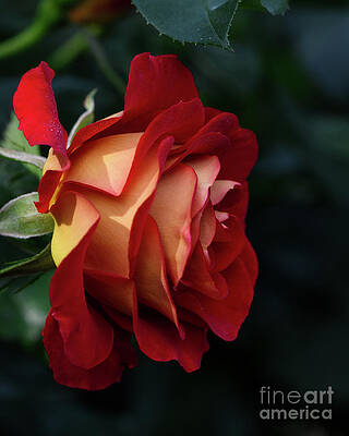Garden Photograph - A Single Elegant Orange And Red Rose by Abigail Diane Photography