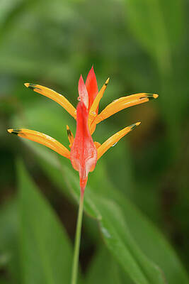 Hawaii Wall Art featuring the photograph A Single Parakeet Heliconia Blossom by Nancy Gleason