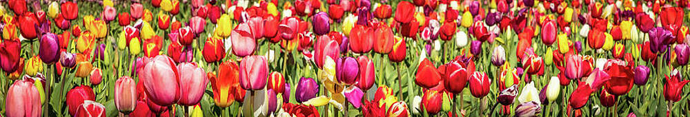 Yellow Wall Art featuring the photograph A Slice Of A Tulip Field by Elvira Peretsman