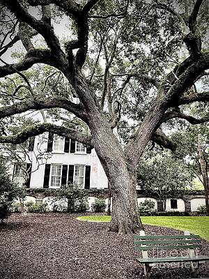 Tree Wall Art featuring the photograph A Southern Scene by La Dolce Vita