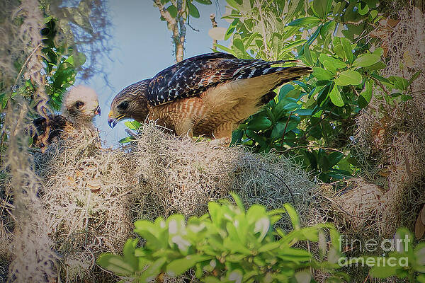 Fl Wall Art featuring the photograph A Special Moment-A Red-Shouldered Hawk_With_Her_Chick by Mary Lou Chmura