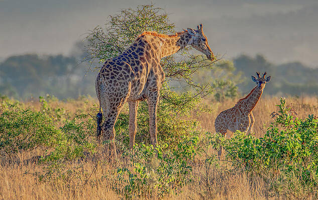 Natural Photograph - A Special Safari Moment, Kruger National Park by Marcy Wielfaert