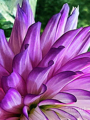 Wall Art featuring the photograph A Splash Of Lavender 2 by Rick Locke - Out of the Corner of My Eye