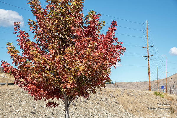 September Photograph - A Spot Of Red by Tom Cochran