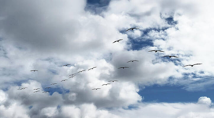 Wall Art featuring the photograph A Squadron Of 24 by Joe Schofield