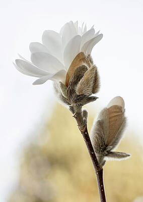 Bloom Wall Art featuring the photograph A Star Is Born - Magnolia, That Is by Mary Jo Allen