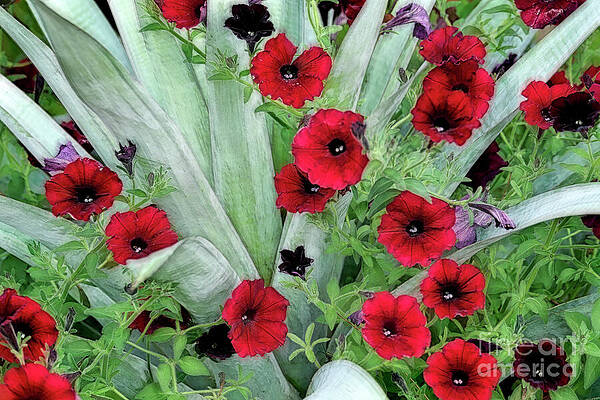 Fl Wall Art featuring the photograph A Striking Combination by Mary Lou Chmura