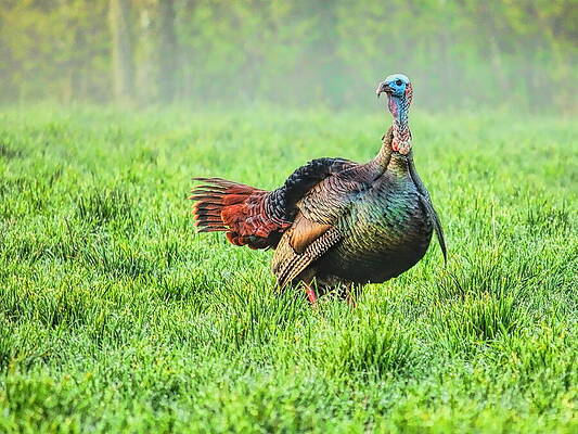 Wild Photograph - A Tom Looking At The Decoys by Dale Kauzlaric