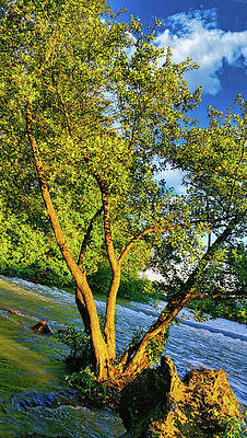 Photograph - A Tree In The Middle Of The River In The Sunset Light - Photo by Nicko Prints