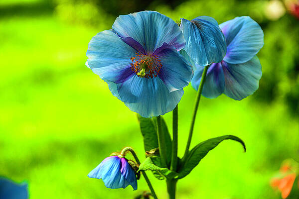 Pennsylvania Photograph - A Trio Of Blue Poppies by Anthony Hightower