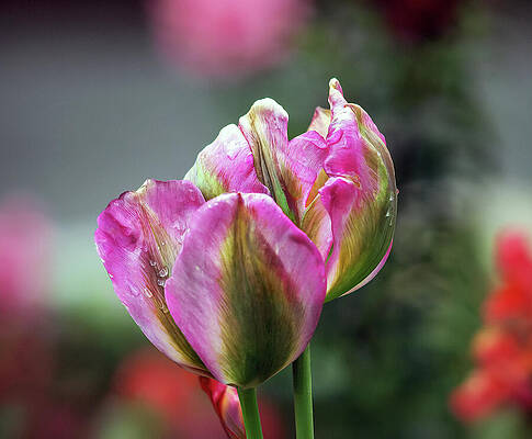A Tulip at Descanso by Joe Schofield