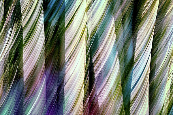 Tree Photograph - A Walk In The Woods by Ursula Abresch