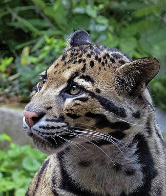 Beautiful Photograph - A Young Leopard's Dream by Gina Fitzhugh