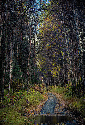 America Photograph - Abandoned Path by David Morefield