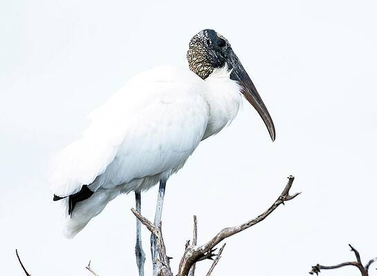 Wall Art featuring the photograph Above It All by Rebecca Herranen