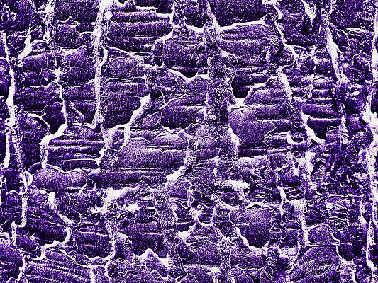 Abstract Photograph - Abstract - Pine Tree Bark by Bruce Block