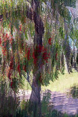 Nature Photograph - Abstract Arboreal Symphony by Linda Ryma