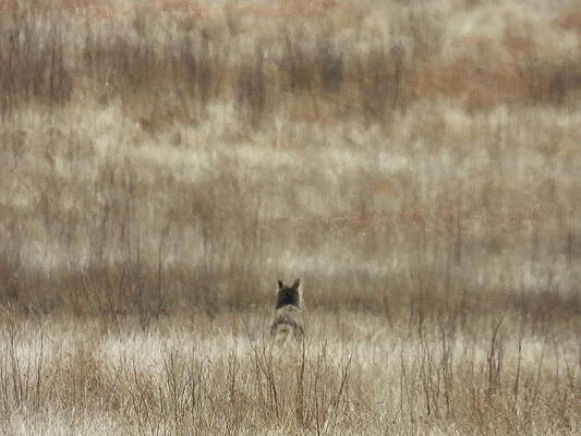 Wildlife Wall Art featuring the photograph Abstract Coyote by Amanda R Wright