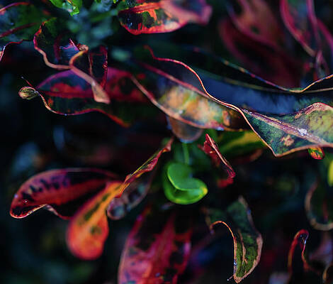 Summer Wall Art featuring the photograph Abstract Croton by Shannon Williams