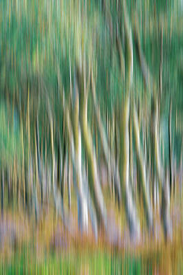 Country Wall Art featuring the photograph Abstract Interpretation Of Silver Birch Trees by Sue Leonard