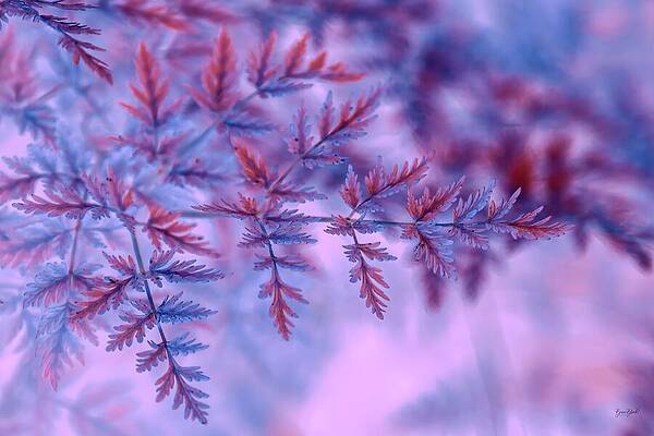 Abstract Leaves in Pink and Blue Wall Art