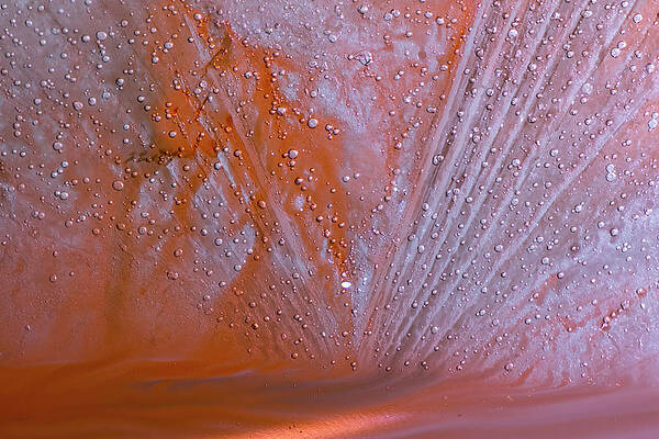 Wall Art featuring the photograph Abstract Of Red Colors In Thin Ice by Charles Floyd