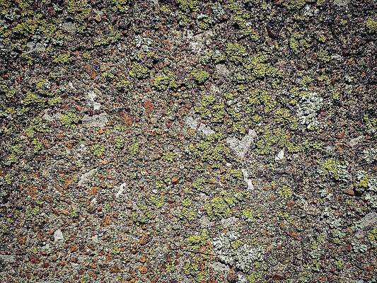 Wall Art featuring the photograph Abstraction by Robert Niemeier