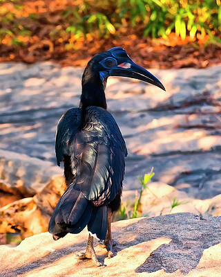 Wall Art featuring the photograph Abyssinian Ground Hornbill by Flees Photos