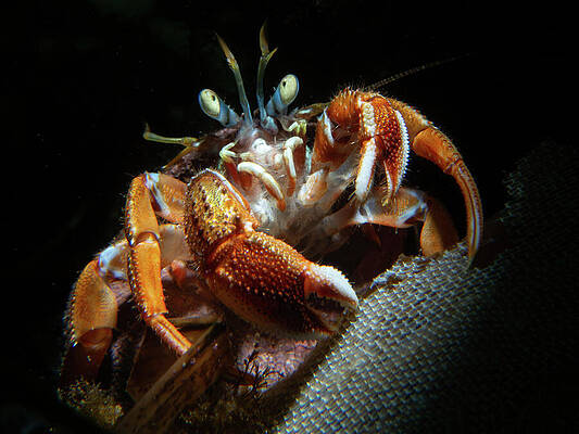 Wall Art featuring the photograph Acadian Hermit Crab Picking At Some Bryozoans by Brian Weber
