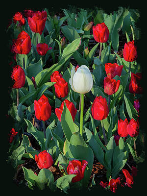 Beautiful Photograph - Acceptance by Gina Fitzhugh