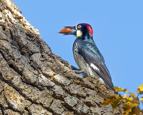 Wing Photograph - Acorn Woodpecker by Joe Fisher