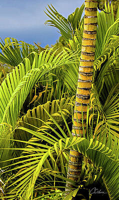 Nature Wall Art featuring the photograph Acreca Palm by Charlie Osborn