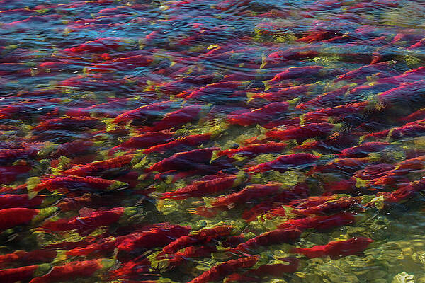 Wall Art featuring the photograph Adams River Sockeye Migrating Upstream by Nancy Gleason