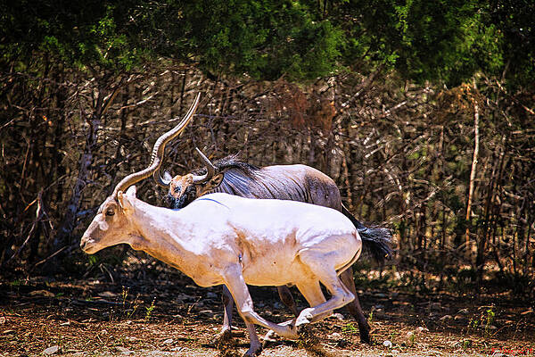 Animal Photograph - Addax Antelope And Wildebeest On The Run by Rene Vasquez