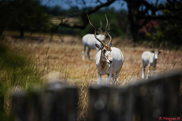 Animal Photograph - Addax Antelope by Rene Vasquez